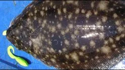 Tsunami Classic Casting Rods -Cheap Baits Store image 1146