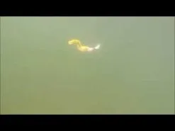 Trailers Otter Short Tails 7 Trailers Otter Short Tails -Cheap Baits Store image 49