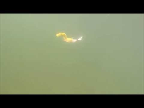 Trailers Otter Short Tails 3 Trailers Otter Short Tails - Image 3