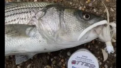 Trailers Otter Short Tails 8 Trailers Otter Short Tails -Cheap Baits Store image 50