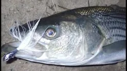 Trailers Otter Short Tails 9 Trailers Otter Short Tails -Cheap Baits Store image 51