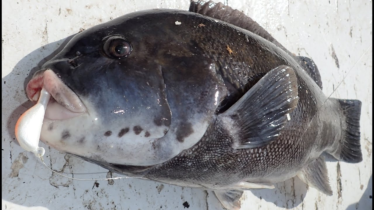 Jigs And Spoons S&S Bucktails John Skinner Porgy & Blackfish Jigs 2 Jigs And Spoons S&S Bucktails John Skinner Porgy & Blackfish Jigs - Image 2