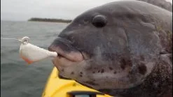 Jigs And Spoons S&S Bucktails John Skinner Porgy & Blackfish Jigs 7 Jigs And Spoons S&S Bucktails John Skinner Porgy & Blackfish Jigs -Cheap Baits Store image 548