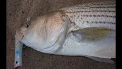 Hard Baits Tsunami Talkin Popper XD -Cheap Baits Store image 591