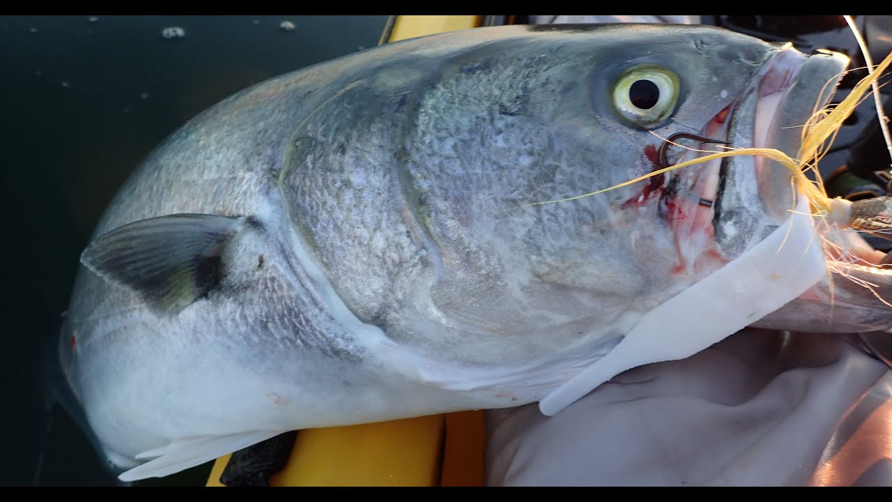 Trailers Fat Cow Skinny Tails Jig Strips 3 Trailers Fat Cow Skinny Tails Jig Strips - Image 3